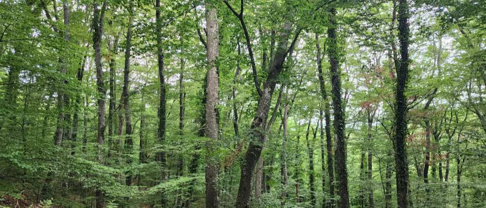 Mixed beech woodland in Kosovo, photographed in May